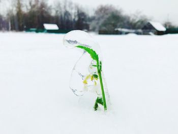 Close-up of leaf against blurred background