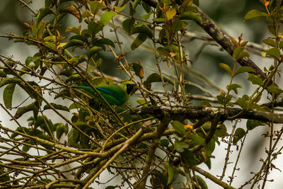 Low angle view of bird on tree