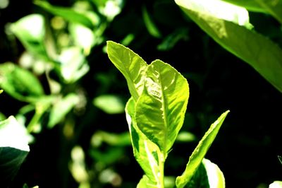 Close-up of fresh green plant in field