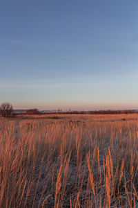 Scenic view of field against clear sky