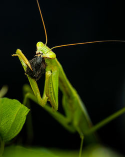 Close-up of insect on leaf