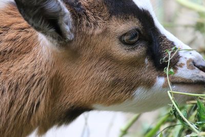 Close-up of brown goat