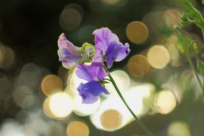 Close-up of flowers