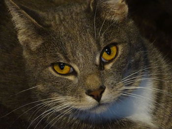 Close-up portrait of cat