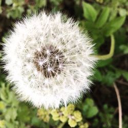 Close-up of dandelion flower