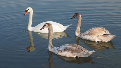 Swans swimming in lake