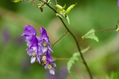 Close-up of purple flowering plant