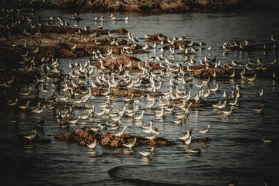 Ducks swimming in lake