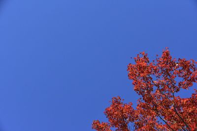 Low angle view of tree against clear blue sky