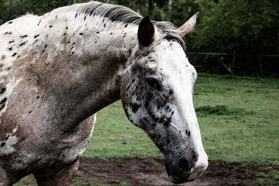 Close-up of a horse on field