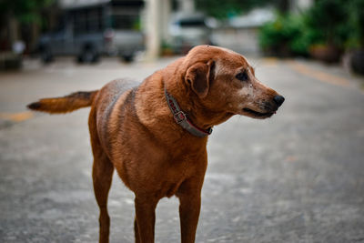 Dog looking away on road in city