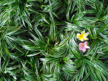 High angle view of flowering plant