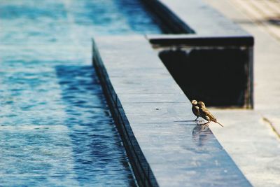 Two sparrows outdoors