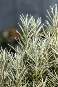 Close-up of fresh green plant in field