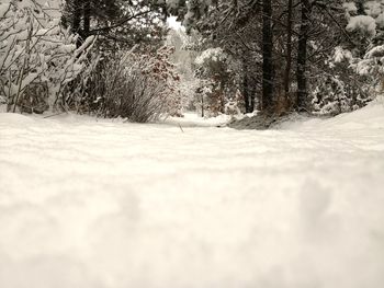 Snow covered trees against sky