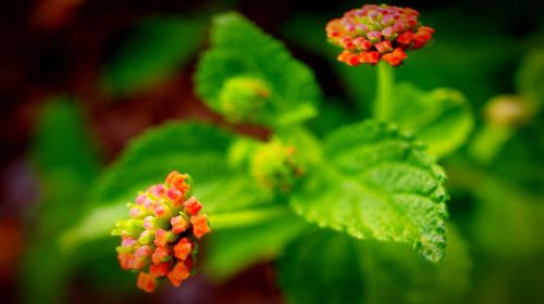Close-up of flowering plant