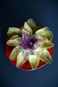 Close-up of multi colored rose over black background