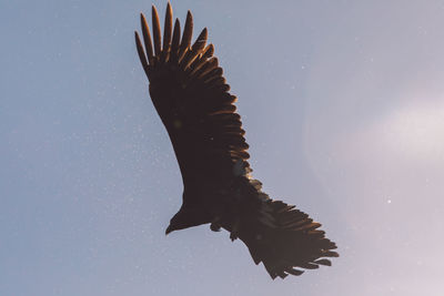 Low angle view of eagle flying in sky