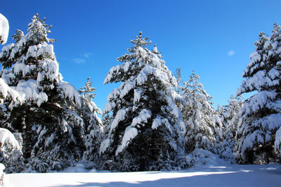 Snow covered trees against blue sky