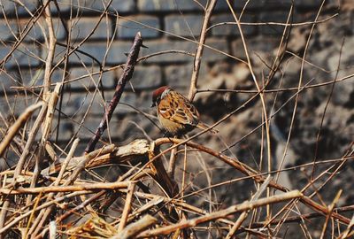 Close-up of bird perching on branch