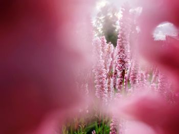 Close-up of pink flower plant