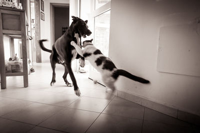 Two dogs running on tiled floor