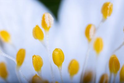 Close-up of white flowering plants