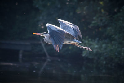 Close-up of great blue heron flying over lake