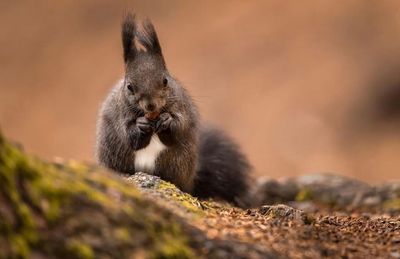 Close-up of squirrel