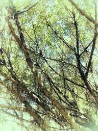 Low angle view of tree against sky