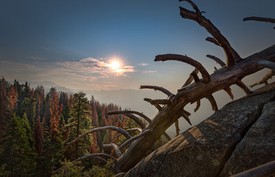 Close-up of branches against sky at sunset