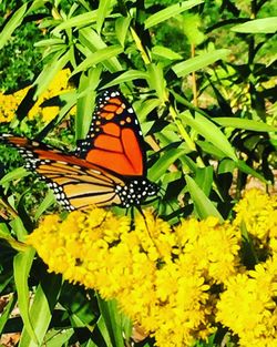 Close-up of butterfly pollinating on yellow flower