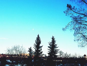 Bare trees against clear blue sky