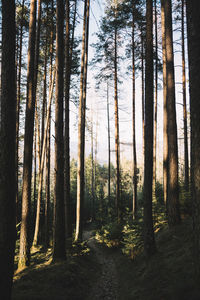 Trees in forest against sky