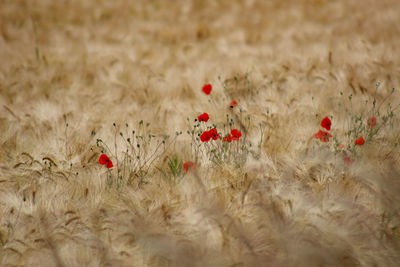 Close-up of red poppy flowers growing by wheat