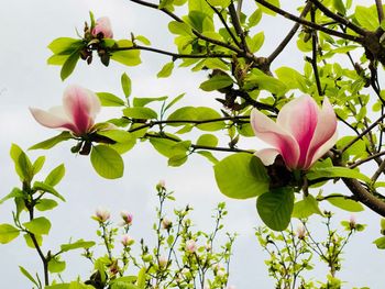 Close-up of pink flowering plant