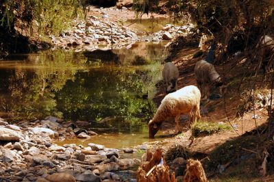 View of a drinking water from rock