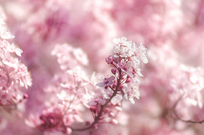 Close-up of purple leaf plum in spring