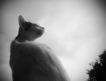 Low angle view of cat against sky