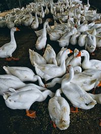 High angle view of birds in water