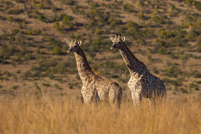 Giraffe standing on land