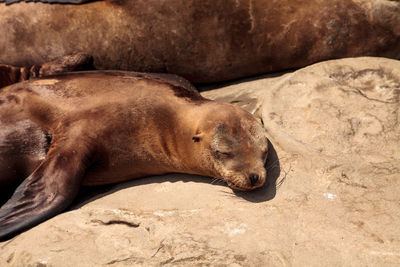 Close-up of sea lion on sand