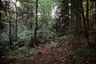 Trees growing in forest