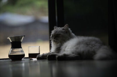 Cat relaxing on table