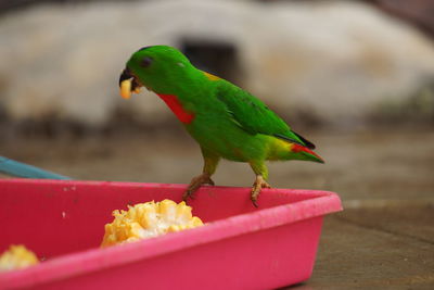 Close-up of parrot perching on leaf