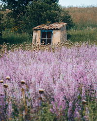 Purple flowering plants on field by building