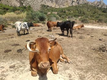 Cow standing in a field