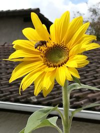 Close-up of bee on sunflower