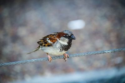 Close-up of bird perching outdoors