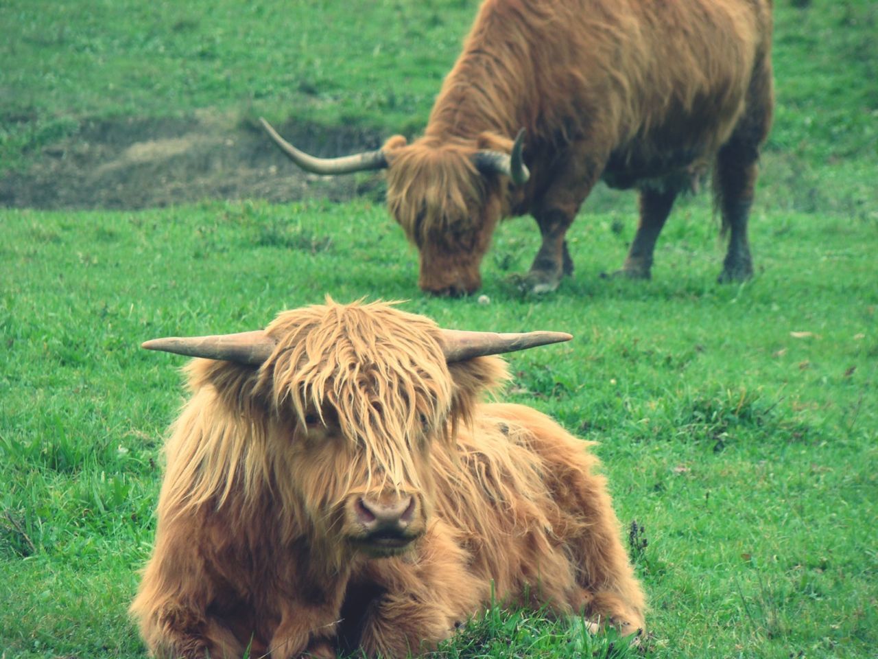 animal themes, mammal, grass, domestic animals, field, grassy, one animal, livestock, animal hair, two animals, brown, green color, cow, grazing, domestic cattle, nature, day, focus on foreground, no people, outdoors